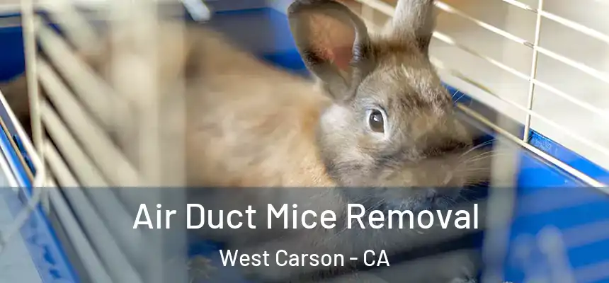  Air Duct Mice Removal West Carson - CA